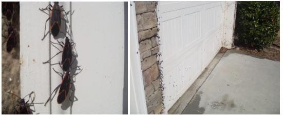 43776742 How to get rid of Boxelder Bugs