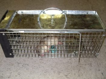 Rodenticide Risk Mitigation Decision