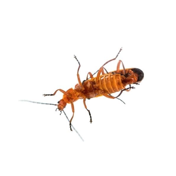 366457 Termite