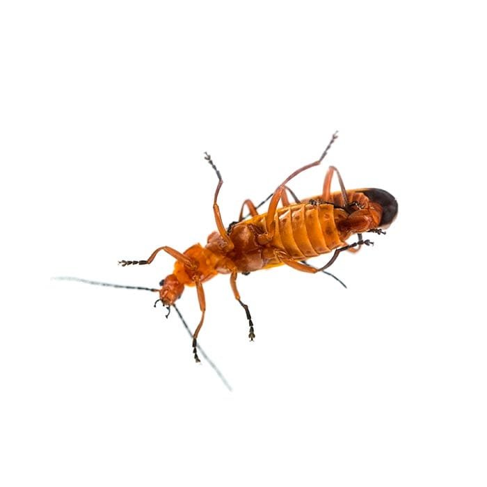 366457 PEST IDENTITY