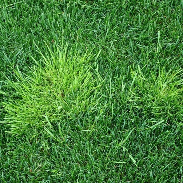 756567 Annual Bluegrass-Poa annua