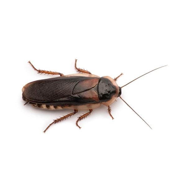 blog 1 German-Cockroach