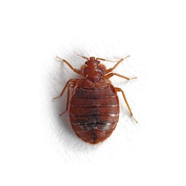 blog 2 1 Bed Bugs-Bedbug