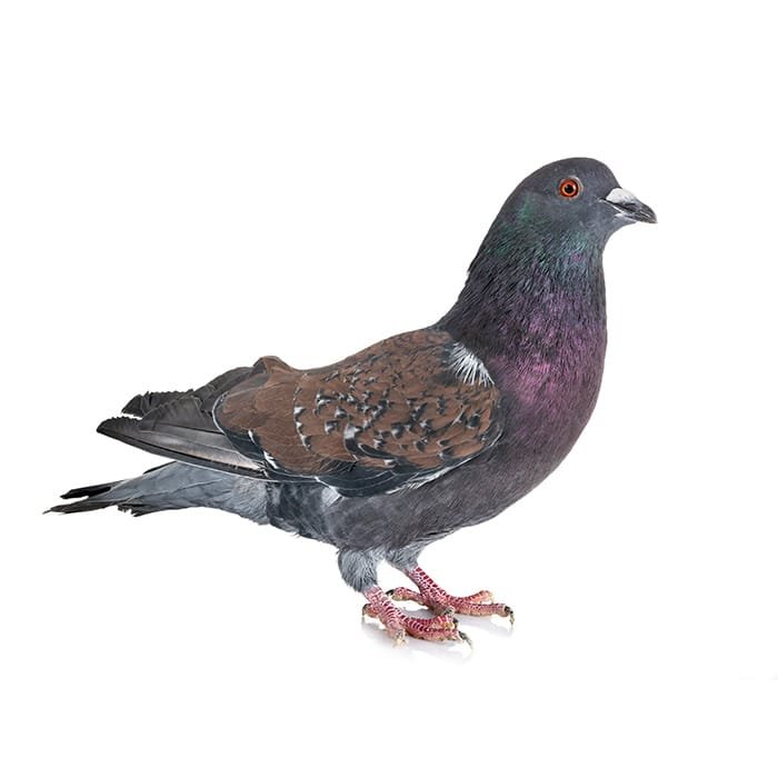 blog 3 PEST IDENTITY