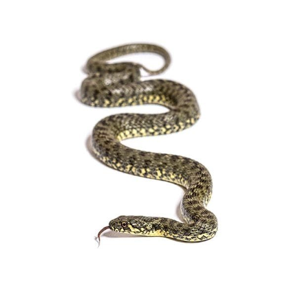 blog 3252 Pine Snake