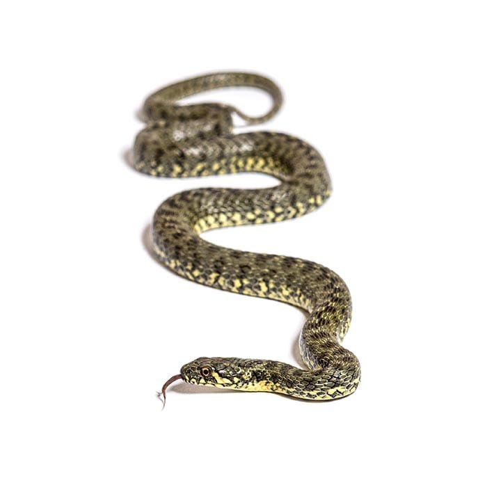blog 3252 PEST IDENTITY