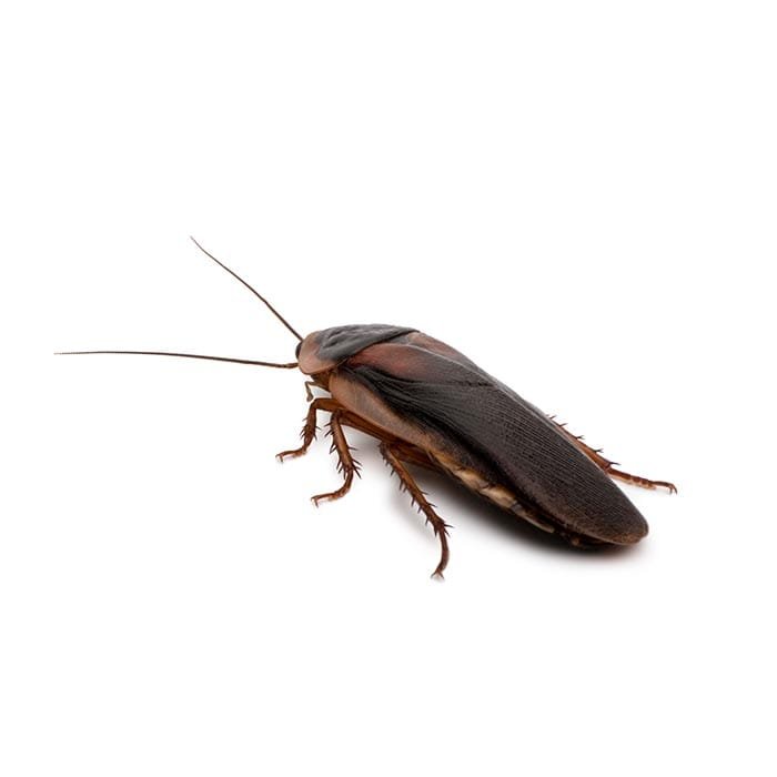 blog 342 PEST IDENTITY