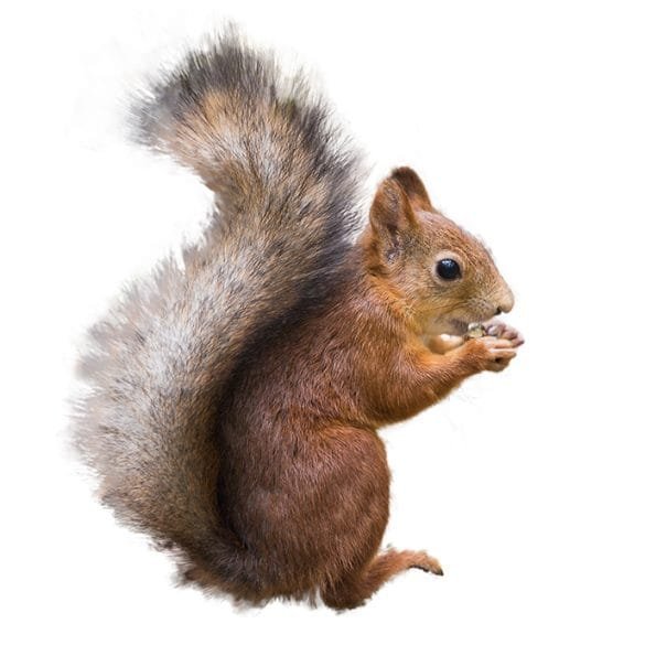 blog squ Squirrel