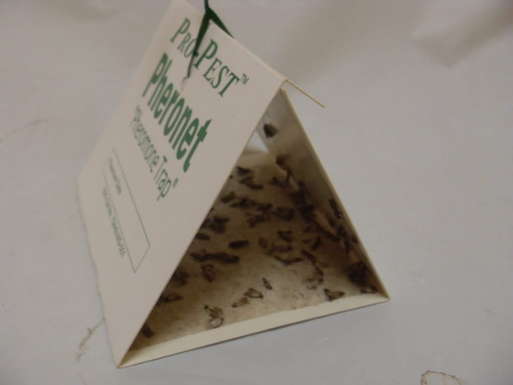 Pro-Pest Pheronet Pantry Moth and Beetle Trap - 1 Trap